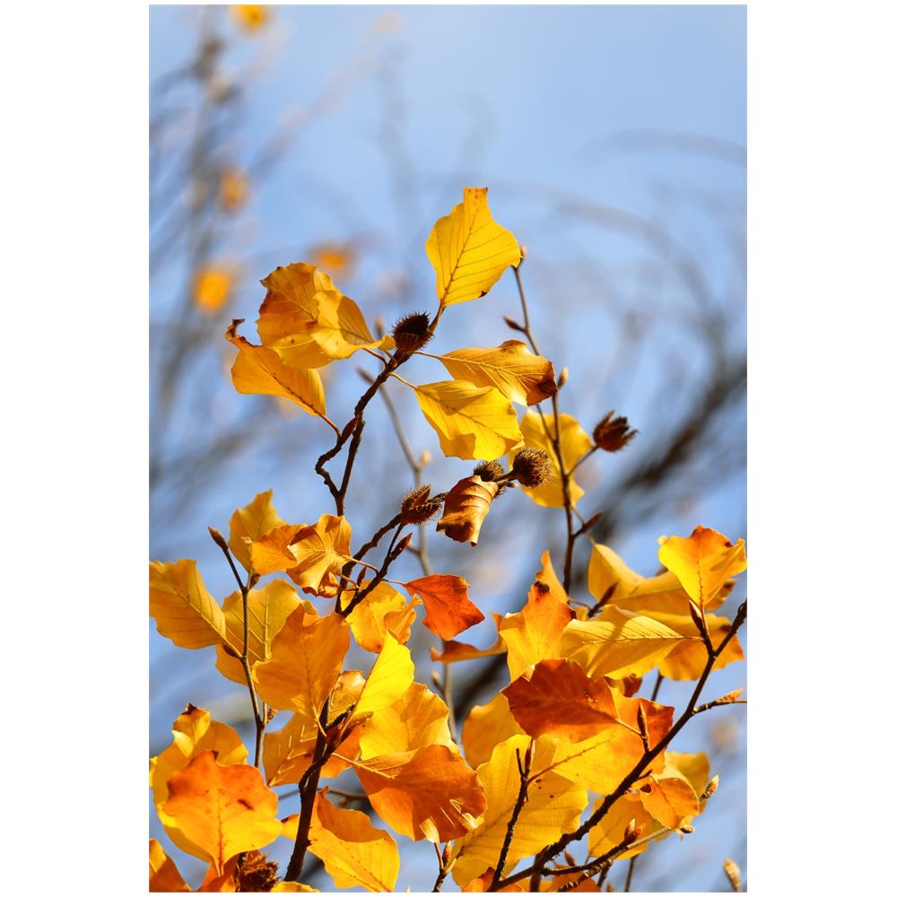 EOS R50, Black + RF-S 18-45 IS STM + RF-S 55-210mm F5-7.1 IS STM Kit MILC 24,2 MP CMOS 6000 x 4000 Pixel Nero - Foto 19