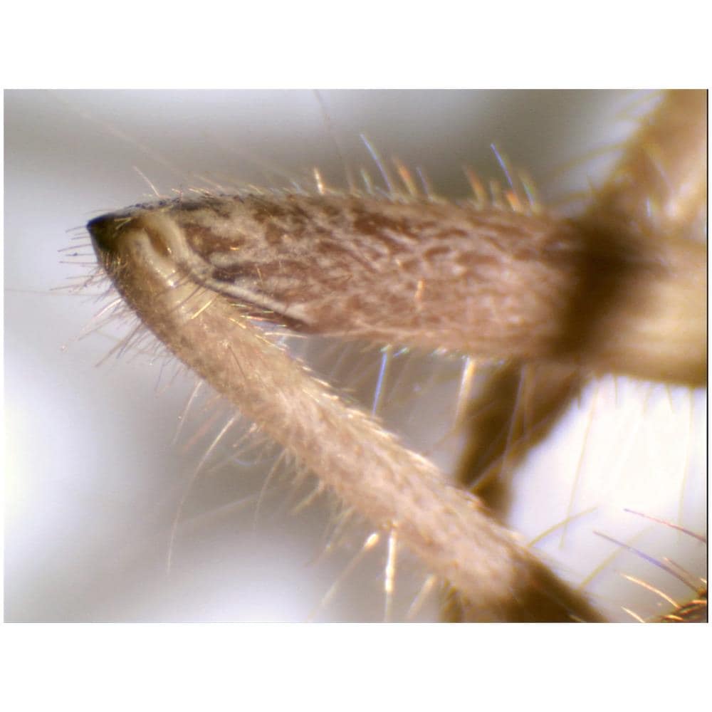 INSERTO MICROSCOPIO DIGITALE 5MP - Foto 9