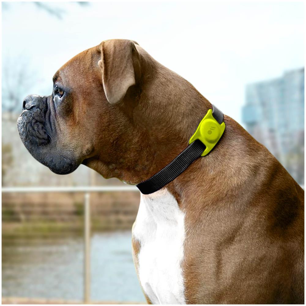 Portacollare Per Cani Case-mate Apple Airtag Trasparente / Fosforescente - Foto 2