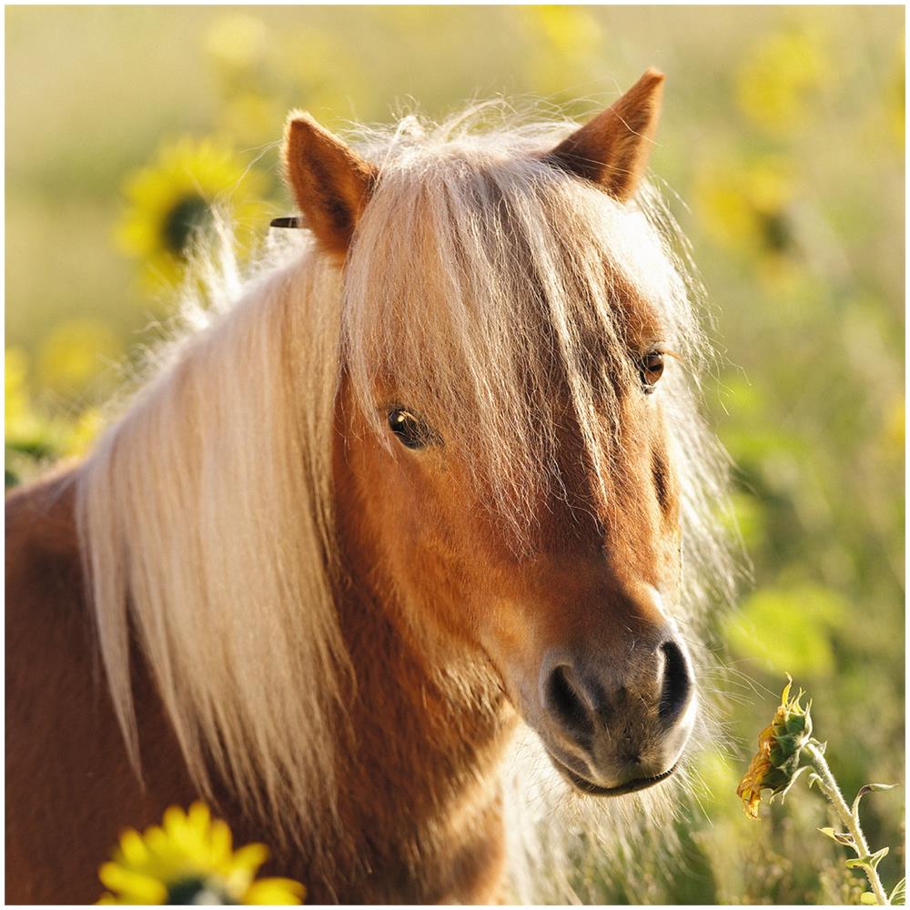 Raben 080113 (080113) - Foto 3