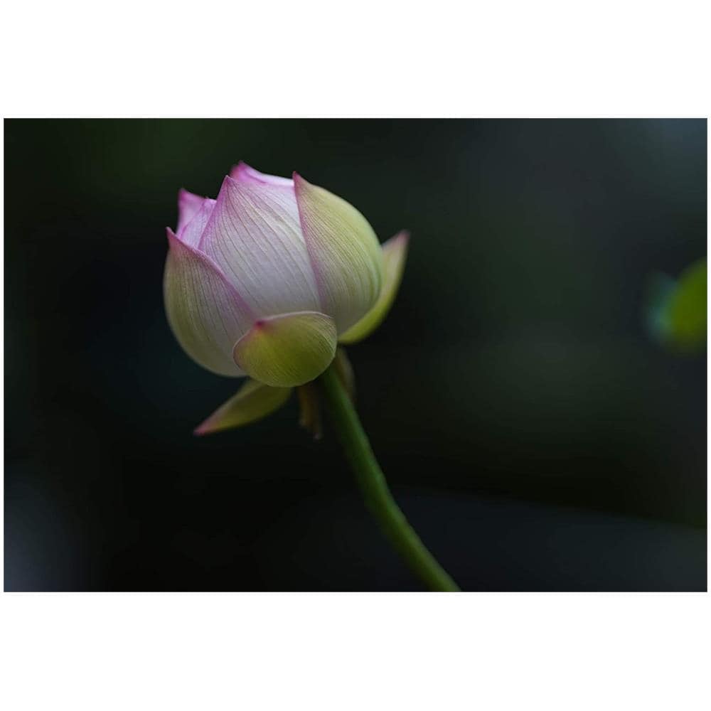 322965 Lenti 85mm-f / 1.4-af (a) Dg Dn E-mount Mirrorless - Foto 2