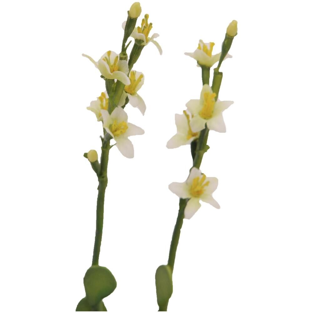 Houseleeks (eva), Giallo, 32cm - Foto 1