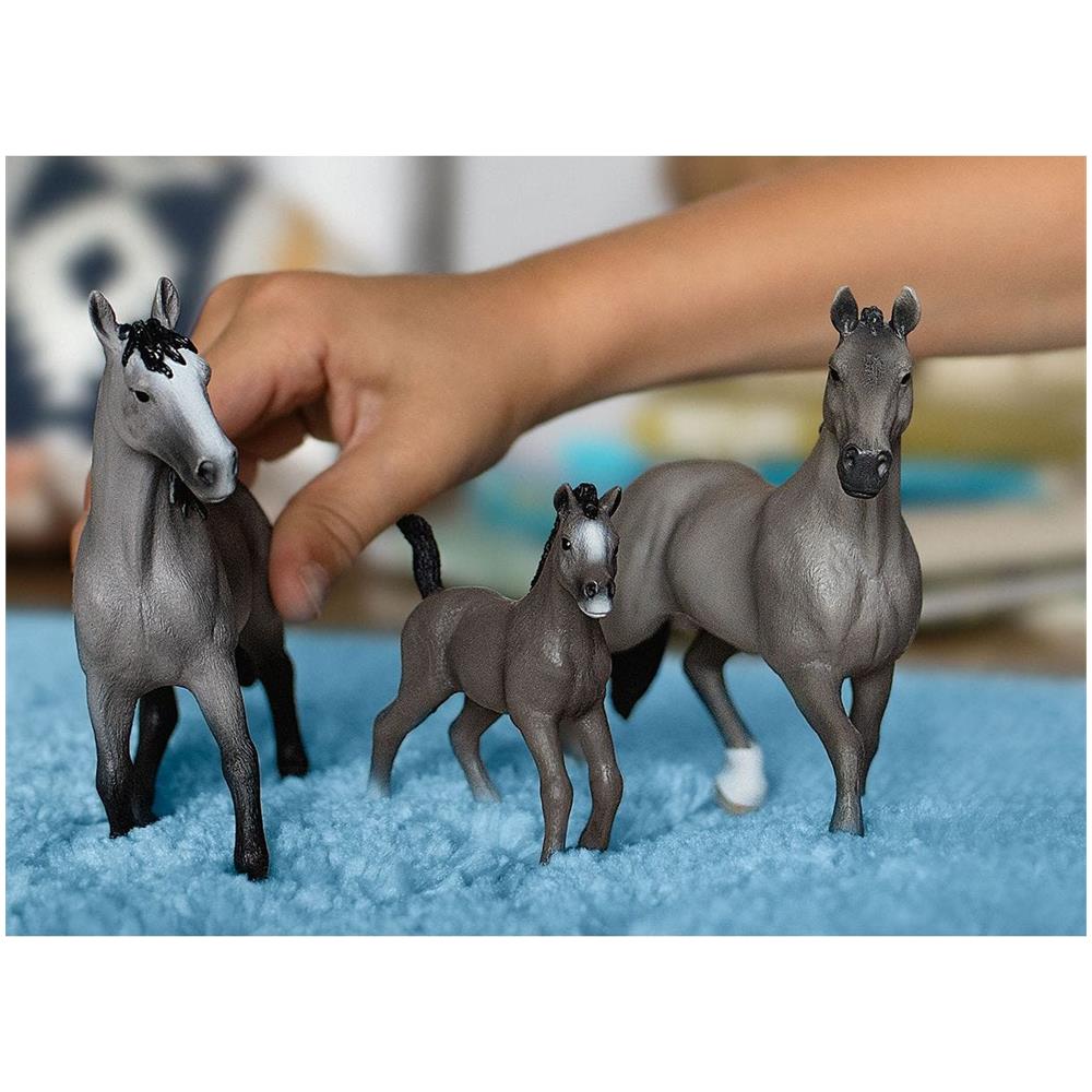 STALLONE CHEVAL DE SELLE FRANCAIS - Foto 2