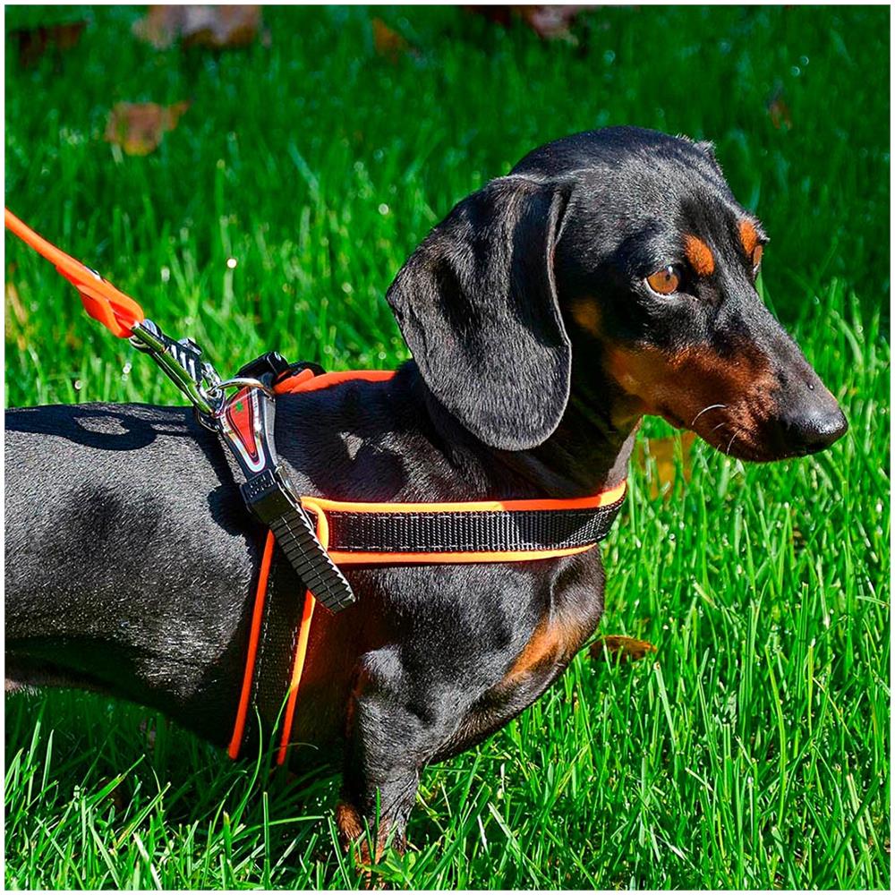 Pettorina Ergonomica Per Cani Agila Fluo 4, Ottima Vestibilità, Chiusura Con Laccetto, Soffice Imbottitura, A= b 42÷70 Cm 20 Mm Blu - Foto 7