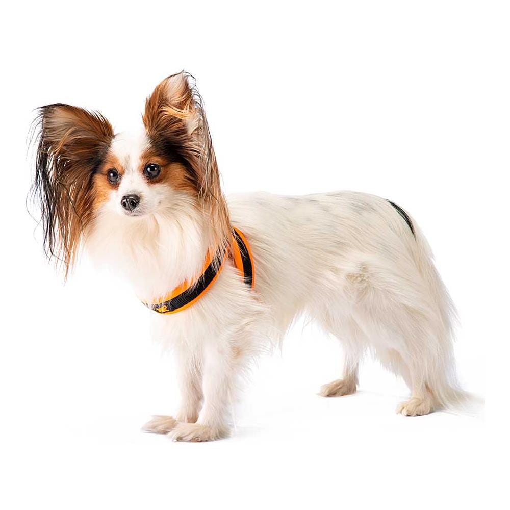 Pettorina Ergonomica Per Cani Agila Fluo 2, Ottima Vestibilità, Pratica Chiusura Con Laccetto, Soffice Imbottitura, A= b 32÷50 Cm 15 Mm Arancione - Foto 4