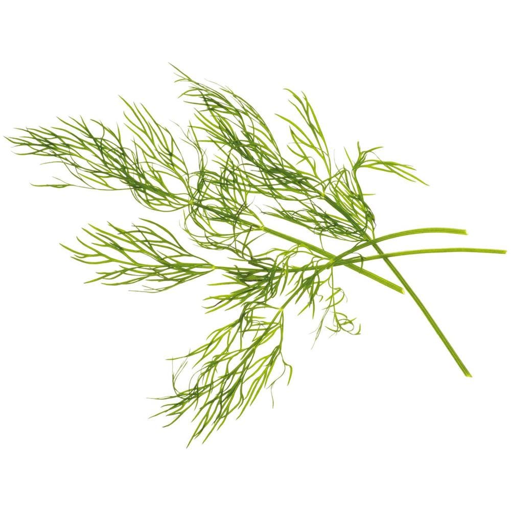 Capsule Di Semi Aneto Due Pezzi - Foto 2