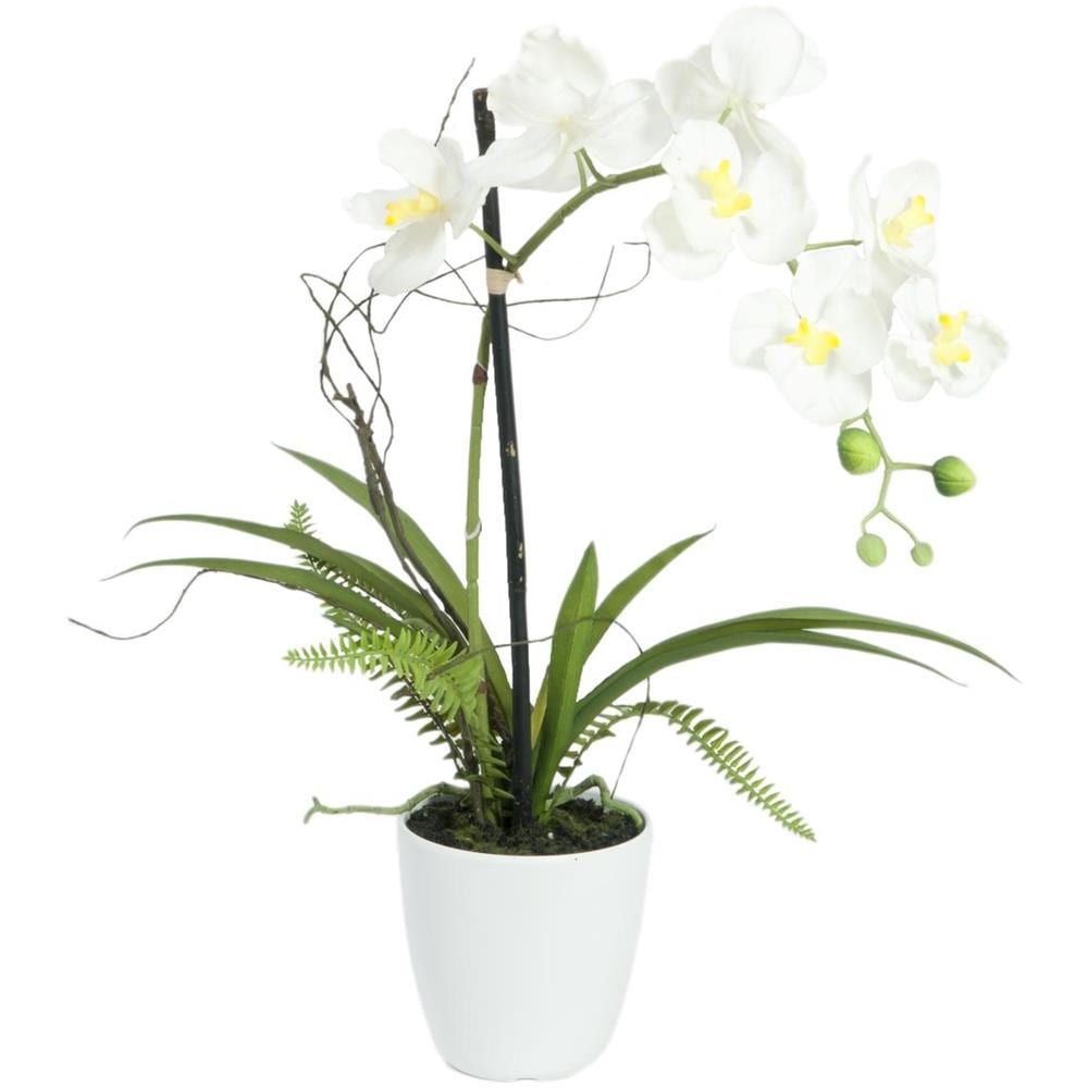 Orchidea Disposizione 1 - Foto 1