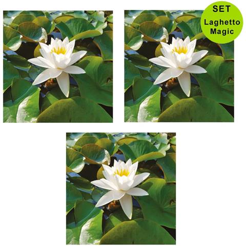 Ninfea Aurora, Pianta Acquatica Viva A Radice Nuda, Fiore Multicolore Per Laghetti E Stagni - Foto 10